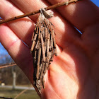 Evergreen bagworm