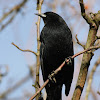 Red-Winged Blackbird - Male