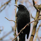 Red-Winged Blackbird - Male