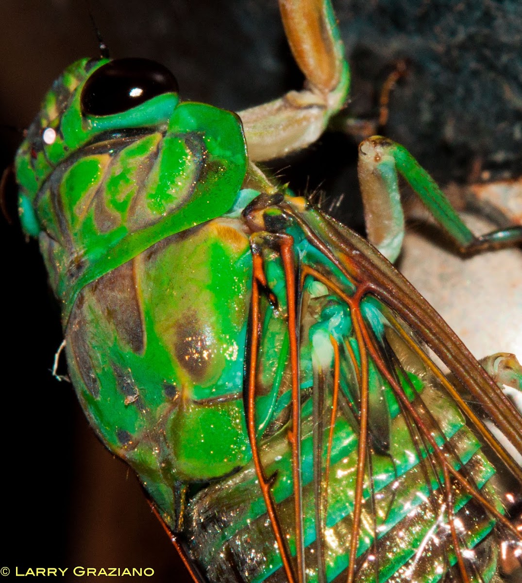 Emerald Cicada