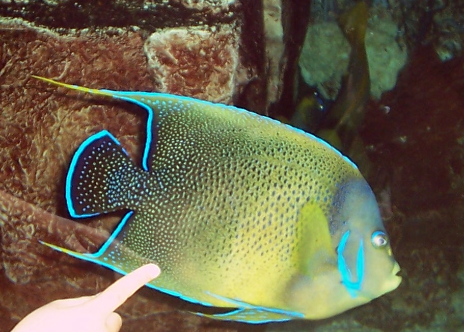 Queen Angel Fish