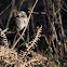 Song sparrow