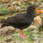 Variable Oystercatcher