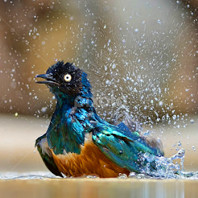 by Raj Dhage - Animals Birds