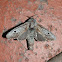 Cossid Moth 7 - male