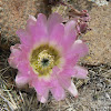 Comb Hedgehog, Texas rainbow cactus, Lace cactus