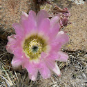 Comb Hedgehog, Texas rainbow cactus, Lace cactus