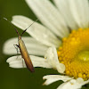 Metallic Coleophora Moth