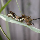Viceroy butterfly larva