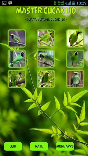 Greater Green Leafbird