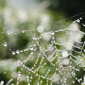 by Natalie Houlding - Nature Up Close Webs