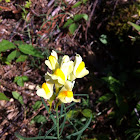 Butter-and-Eggs (yellow toadflax)