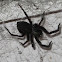 Badumna Spider