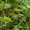 Common Tailorbird
