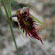 Red Beard-orchid