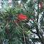 Bottle Brush tree