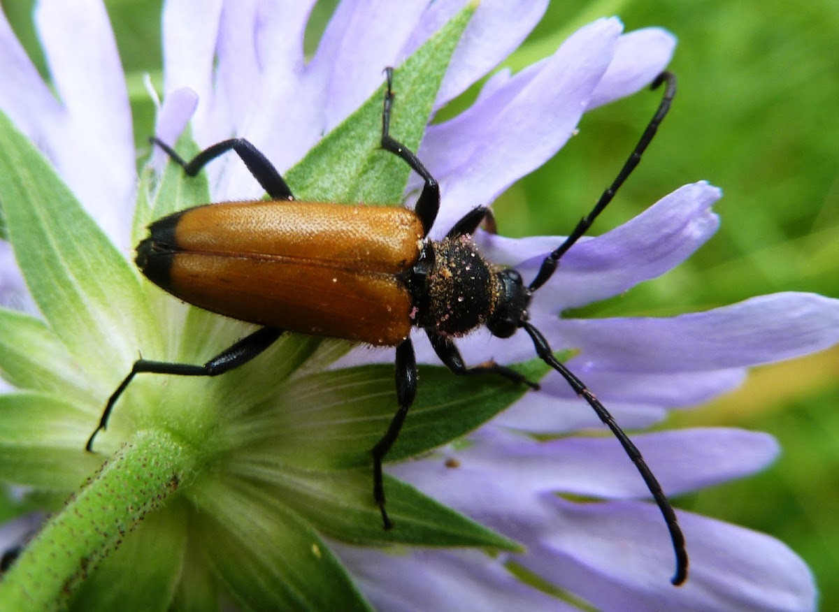 Fairy-ring Longhorn Beetle