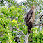 Crested Hawk-Eagle