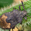 Unknown Hemiptera