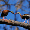 black bellied whistling ducks