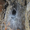 Crevice Weaver Spider Web
