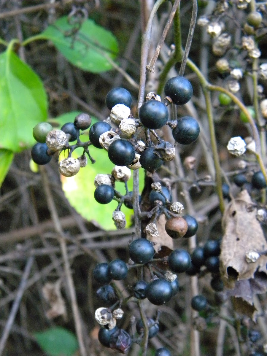 Bittersweet plant