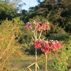 Chandelier plant
