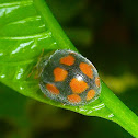 Phytophagous Ladybug