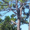 Red-shouldered hawk