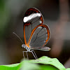 Glasswing butterfly (dt. Glassflügelfalter)