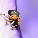Iris Weevil