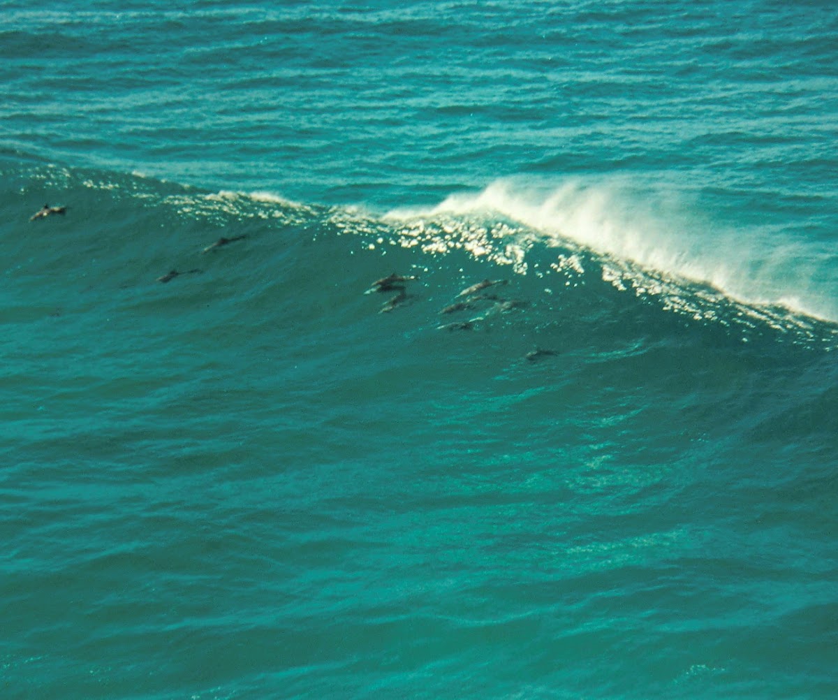 Surfing Bottlenose dolphins