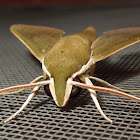 Hawk moth