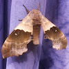 Modest Sphinx or Big Poplar Sphinx Moth