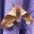 Modest Sphinx or Big Poplar Sphinx Moth