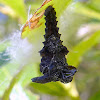 Pupa Of Leaf Beetle