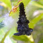 Pupa Of Leaf Beetle