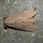 Cossid Moth -11 - ♂