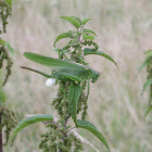 Great Green Bush-Cricket female wih eggs