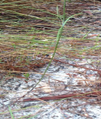 Florida Milkweed