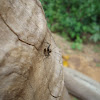 Spidish Ant