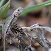 florida scrub lizard
