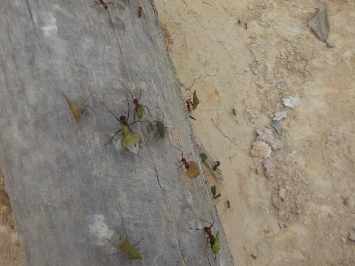 Leaf Cutter Ants