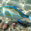 Bluefin Trevally