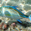 Bluefin Trevally