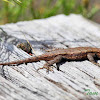 Northern Fence Lizard