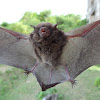 Vespertilionid bat