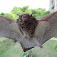 Ectoparasites in Bats in Chorrillo, Ambalema, Tolima, Colombia