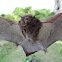 Vespertilionid bat
