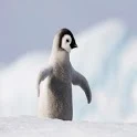 penguin Wallpaper icon